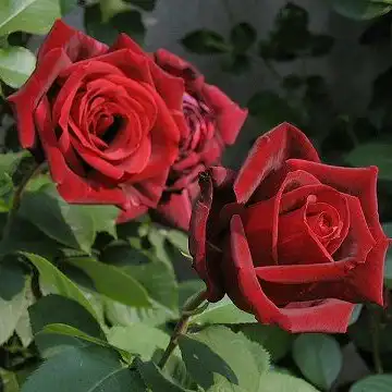 Trandafiri hibrizi Tea - Trandafiri - Papa Meilland® - 